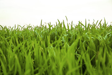Green grass isolated on white background