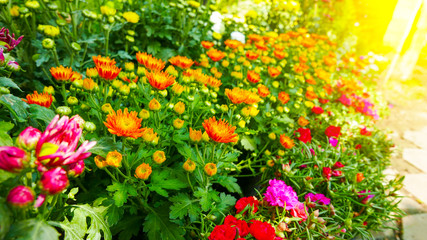 Fototapeta na wymiar Colorful of chrysanthemum Flowers in Garden.Selective focus and sunlight effect.