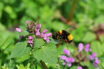 Bumble bee collects nectar on a wild flowers in the meadow