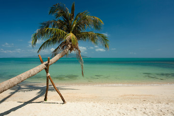 cocotier sur une belle plage paradisiaque 