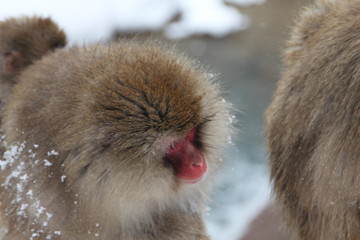 Naklejka premium japanese snow monkey