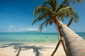 cocotier sur une belle plage paradisiaque 