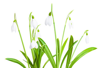 Fototapeta na wymiar Spring snowdrops isolated on white background