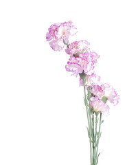 Pink flowers on white background. Pink cloves. Minimalist flowery frame