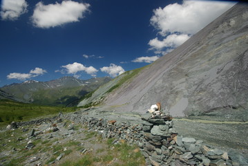 Altay