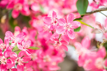 beautiful garden spring flowers
