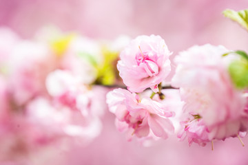 Fototapeta premium beautiful garden spring flowers