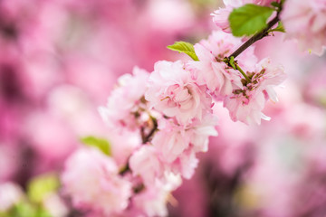 Fototapeta premium beautiful garden spring flowers