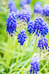 beautiful garden spring flowers