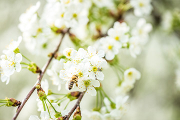 beautiful garden spring flowers