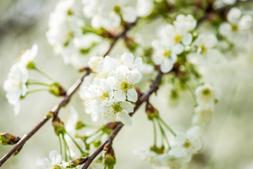 beautiful garden spring flowers