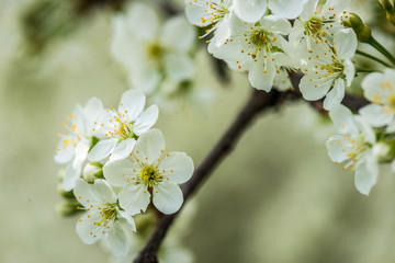 beautiful garden spring flowers