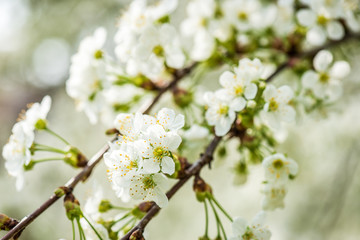 Fototapeta na wymiar beautiful garden spring flowers