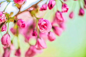 Fototapeta premium Spring Cherry blossoms, pink flowers.