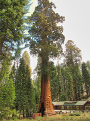 The huge Sequoia trees compared with a house