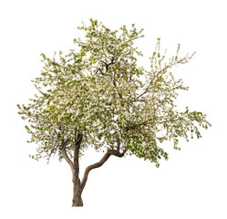 isolated white blooming apple-tree