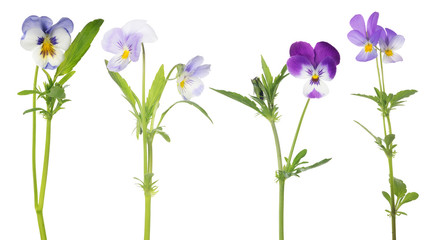 four pansy flowers set isolated on white