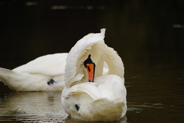 Łabędź © Artur