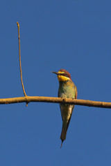 gruccione (Merops apiaster) su ramo su sfondo cielo