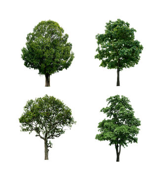 Collection of tree isolated on white.