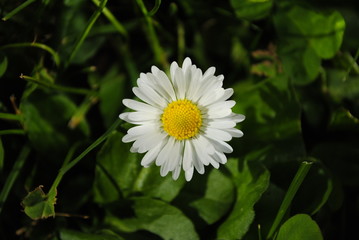 Stokrotka, biały kwiat