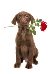 Pretty brown labrador retriever puppy seen from the front facing the camera sitting with a red rose in its mouth isolated on a white background