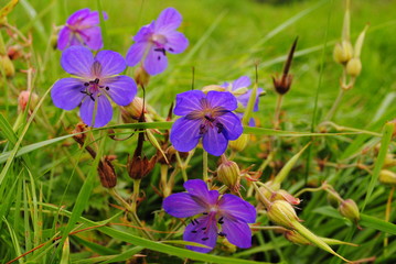 Fioletowe kwiaty, bodziszek łąkowy