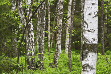Obraz premium Birch forest