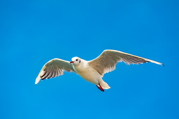view of animal (bird - seagull)