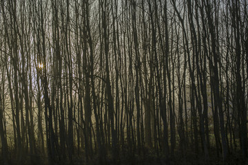Background of trees in mist
