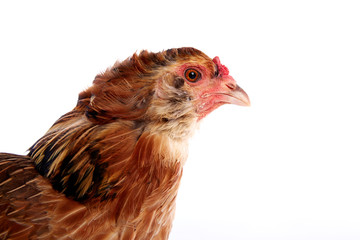 Araucana hen of blue easter eggs from Chile