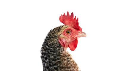 Coucou Cou Marans hen from France