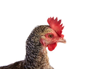 Coucou Cou Marans hen from France