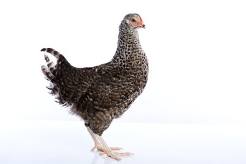 Coucou Cou Marans hen from France
