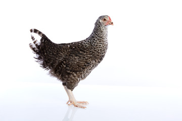 Coucou Cou Marans hen from France