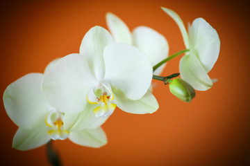 Naklejka na ściany i meble branch beautiful white orchid
