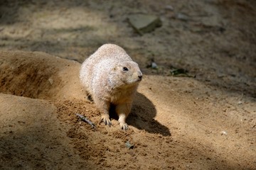 Details of wild prairie dogs and sand