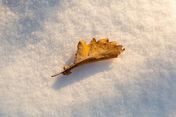 Dry oak leaf lying on winter fresh snow in golden sunset light