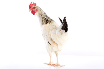 Sussex hen original from England