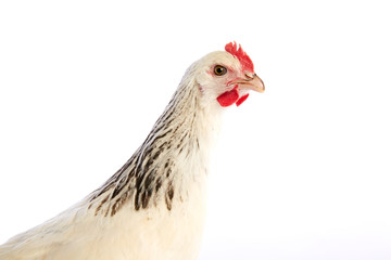 Sussex hen original from England