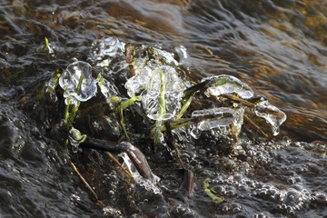 Frozen river vegetation