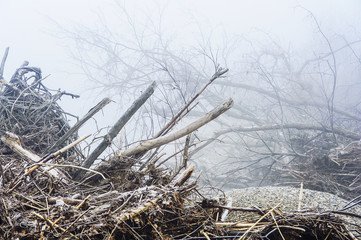 Treibholz am Ufer der Leitha im Burgenland