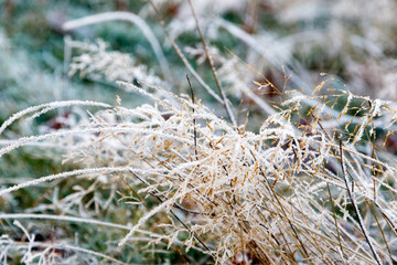 Closeup of frosty grass in Richmond Park, London