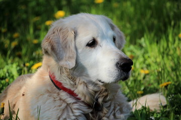 Golden Retriever