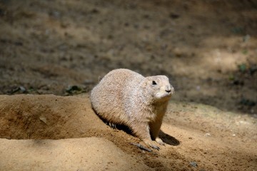 Details of wild prairie dogs and sand