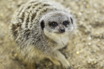 Fototapeta premium Meerkat face in close up. This cute animal face is emphasised by selective focus.