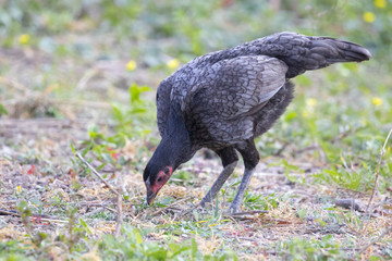 Image of a hen in green field. Farm Animals.