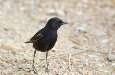 Image of birds standing on the ground. Wild Animals. Pied Bushchat ( Saxicola caprata )