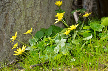 Buttercup yellow flower blooming in the spring in the woods