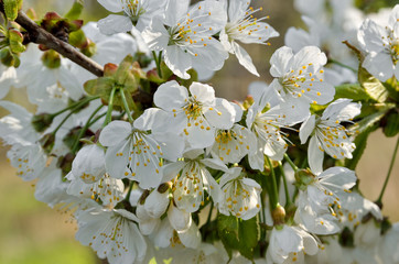 Obraz premium White flowers on the branches of trees in the spring